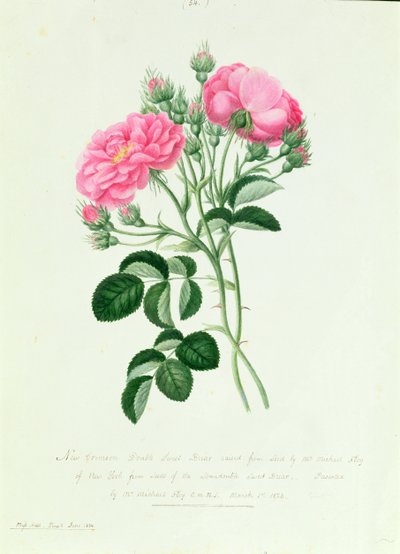 New Crimson Double Sweet Briar of New York by Pierre Joseph Redouté